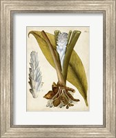 Framed Horticultural Specimen I