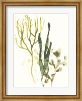 Framed Kelp Collection V
