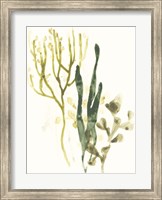 Framed Kelp Collection V