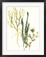 Kelp Collection V Framed Print
