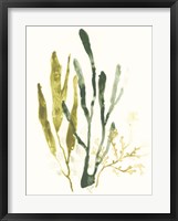 Kelp Collection I Framed Print
