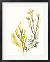 Kelp Collection II Framed Print
