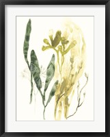 Kelp Collection VI Framed Print