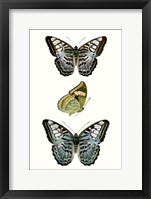 Framed Butterfly Specimen I