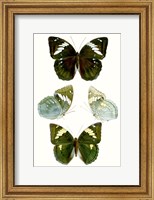 Framed Butterfly Specimen IV