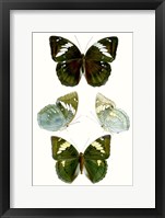 Framed Butterfly Specimen IV