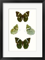 Framed Butterfly Specimen V