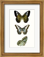 Framed Butterfly Specimen VI