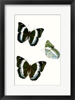 Framed Butterfly Specimen VIII