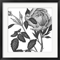 Framed Flowers in Grey I