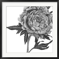 Framed Flowers in Grey II