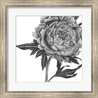 Framed Flowers in Grey II