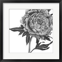 Flowers in Grey II Framed Print