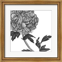 Framed Flowers in Grey III