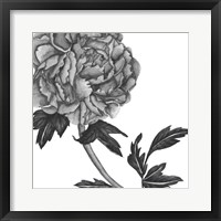 Flowers in Grey III Framed Print