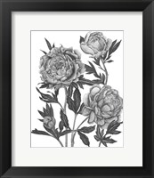 Framed Flowers in Grey V