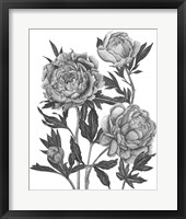 Flowers in Grey V Framed Print
