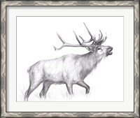 Framed Wildlife Trail II