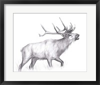 Wildlife Trail II Framed Print