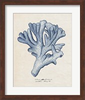 Framed 'Sea Coral Study I' border=