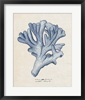 Framed 'Sea Coral Study I' border=