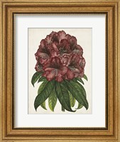 Framed Rhododendron Study I