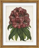 Framed Rhododendron Study I