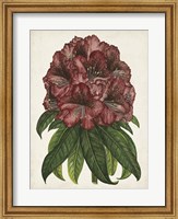 Framed Rhododendron Study I