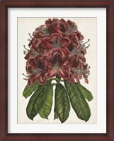 Framed Rhododendron Study II