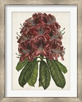 Framed Rhododendron Study II