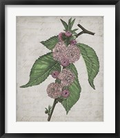 Floral Memory I Framed Print