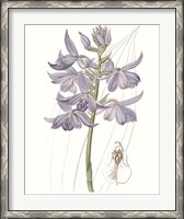 Framed Lavender Beauties III