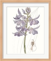 Framed Lavender Beauties III