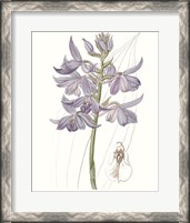 Framed Lavender Beauties III