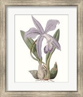 Framed Lavender Beauties IV