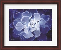 Framed Blue Succulent I