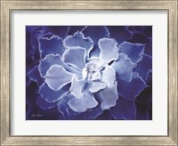 Framed Blue Succulent I
