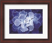 Framed Blue Succulent I