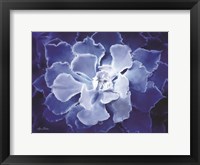 Blue Succulent I Framed Print