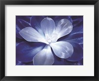 Blue Succulent II Framed Print