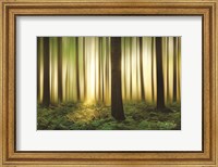 Framed Forest in Motion