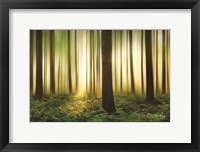 Framed Forest in Motion