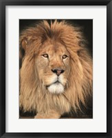 Framed King of the Jungle