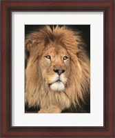 Framed King of the Jungle