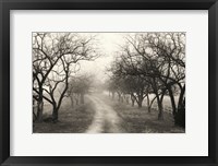 Framed Foggy Lane