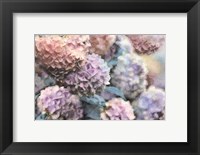 Framed Hydrangeas Abstract