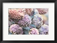 Framed Hydrangeas Abstract