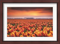Framed Dramatic Tulips