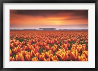 Framed Dramatic Tulips