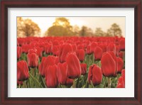 Framed Tulips from Twente